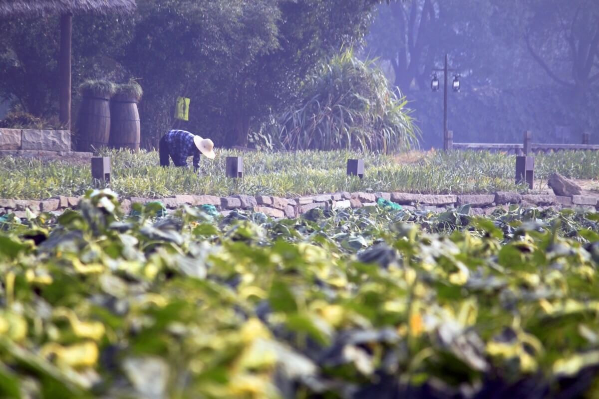 agriculture summer trips china